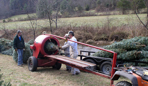 Baling the wholesale trees