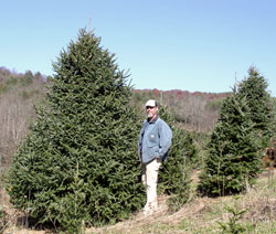 Tall tree