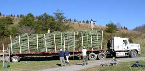 Tractor trailer loaded with baled Christmas trees