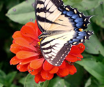 Swallowtail butterfly on zinnia flower
