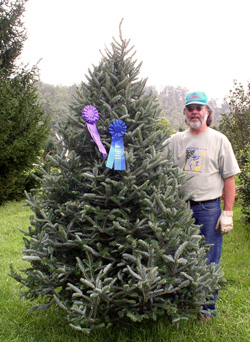 Champion Blue Spruce
