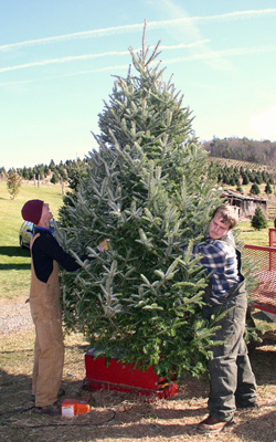 tree shaking