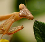 baby praying mantis