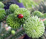 Fraser buds with ladybug