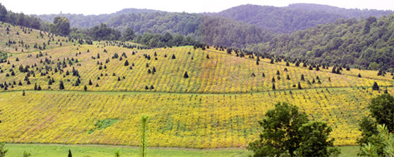 summer tree fields