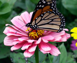 monarch on a zinnia