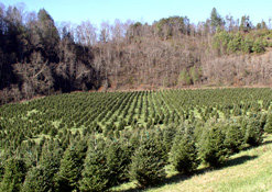 Fraser Fir field